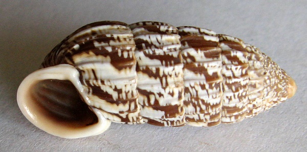 Cerion mumia chrysalis 1), Beck, 1837 :: SHELLS, MUŠLE, LASTURY