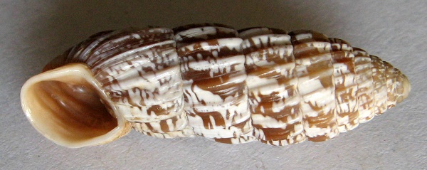 Cerion mumia chrysalis 2), Beck, 1837 :: SHELLS, MUŠLE, LASTURY