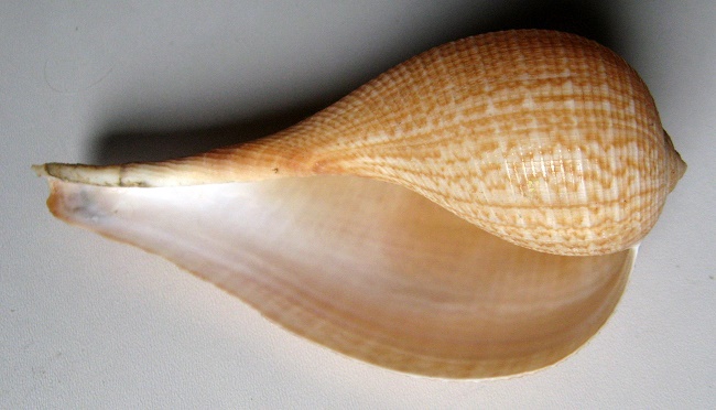 Ficus gracilis 1) Sowerby, 1825 :: SHELLS, MUŠLE, LASTURY