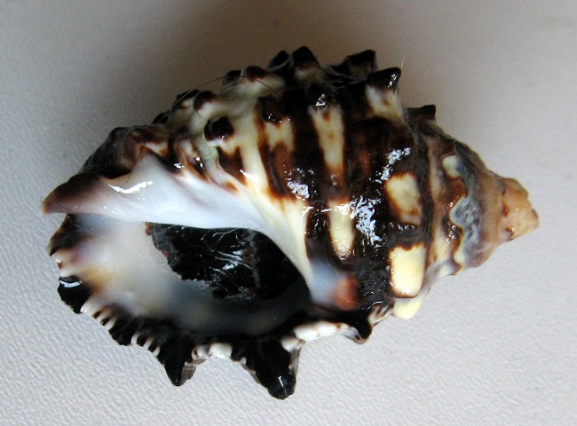 Thais savignyi , Deshayes, G.P., 1844 :: SHELLS, MUŠLE, LASTURY