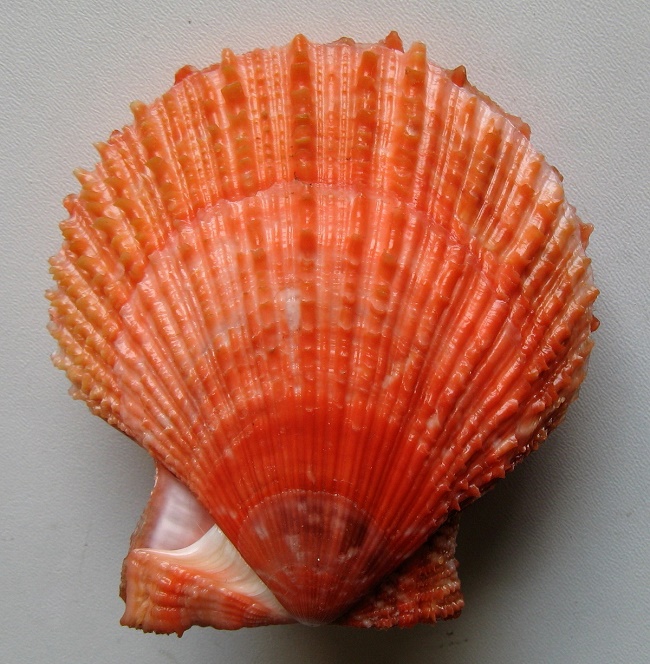Chlamys farreri 1) (Jones & Preston, 1904) :: SHELLS, MUŠLE, LASTURY