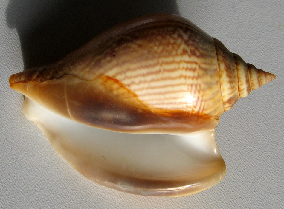 Strombus vanikorensis Quoy & Gaimard, 1834 :: SHELLS, MUŠLE, LASTURY