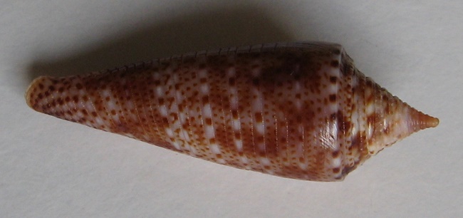 Conus mirabilis Bozzetti, 2023 NEW SPECIMEN :: SHELLS, MUŠLE, LASTURY