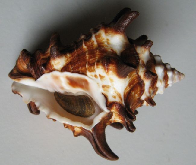 Vasum tubiferum , (Anton, 1838) :: SHELLS, MUŠLE, LASTURY