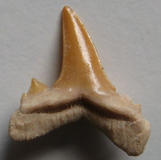 Carcharias taurus 2) Rafinesque, 1810 :: SHELLS, MUŠLE, LASTURY