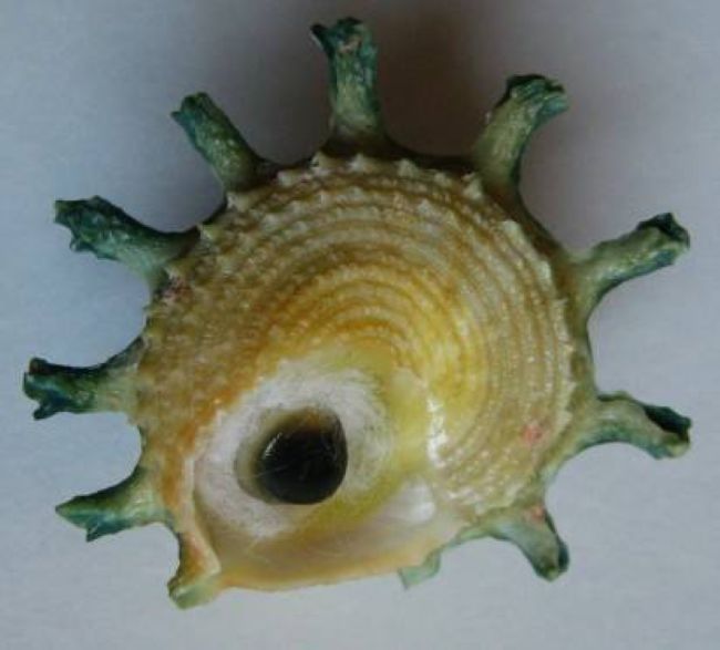 Olango Shell Astralium calcar Linnaeus, 1758 :: SHELLS, MUŠLE, LASTURY