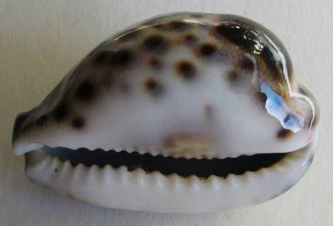 Cypraea tigris, Linnaeus, 1758 :: SHELLS, MUŠLE, LASTURY