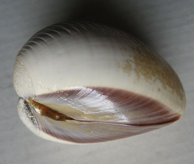 Meretrix lyrata (Sowerby, 1851) Veneridae :: SHELLS, MUŠLE, LASTURY