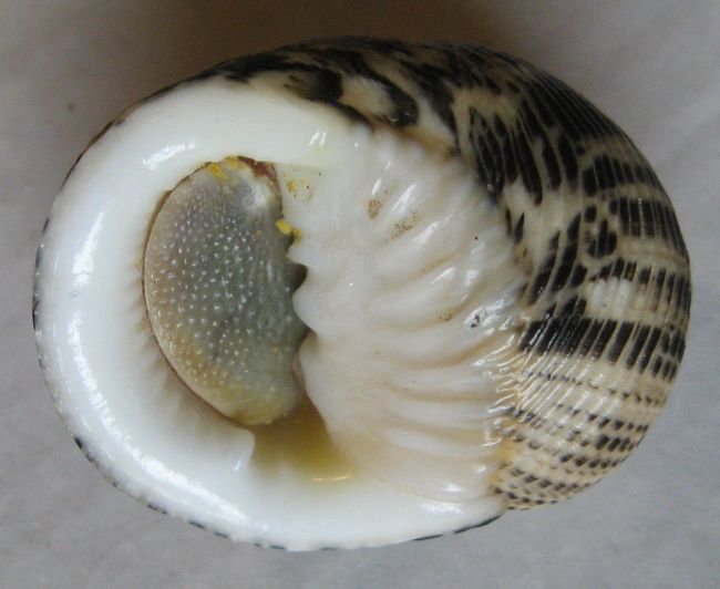 Nerita nigerrima 2) Dillwyn, 1817 :: SHELLS, MUŠLE, LASTURY