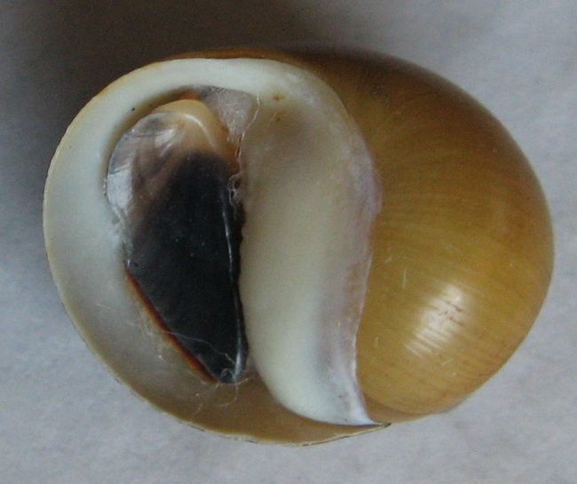Neritina zebra , (Bruguière, 1792) :: SHELLS, MUŠLE, LASTURY