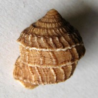 Cerion disforme, Clench & Aguayo, 1946 :: SHELLS, MUŠLE, LASTURY