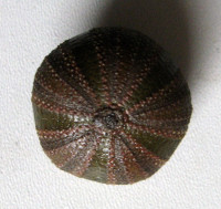 Mespilia globulus 1) (Linnaeus, 1758) :: SHELLS, MUŠLE, LASTURY