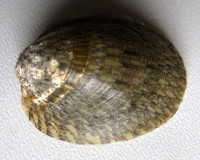 Septaria porcellana 3) Linnaeus, 1758 :: SHELLS, MUŠLE, LASTURY