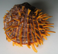 Spondylus aurantius  Lamarck, 1819