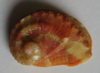 Haliotis parva, Linneaus, 1758