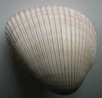 Maoricardium pseudolima, (Lamarck, 1819)