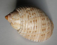 Tonna pennata, (Morch, 1853)