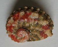 Haliotis queketti, Smith, E.A., 1910
