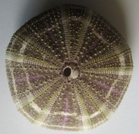Toxopneustes pileolus Lamarck, 1816