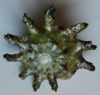 Astralium calcar  2)  Linnaeus, 1758