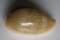 Cypraea ovum (Gmelin, 1791)
