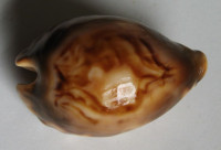 Cypraea fultoni miniatra, Lorenz, 1991