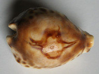 Cypraea fultoni , Sowerby, 1903
