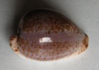 Cypraea mikeharti , Lorenz, 1985