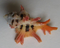 Pterynotus martinetana 1)   Röding, P.F., 1798