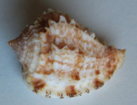 Morum praeclarum , Melvill, J.C., 1919