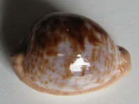 Cypraea coronata debruini Lorenz, 2002