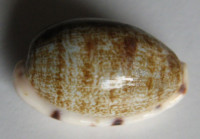 Cypraea pellucens polynesiana  Raybaudi, 1992