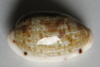 Cypraea pellucens polynesiana  1)  Raybaudi, 1992