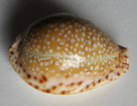 Cypraea lamarckii redimita Melvill, 1888