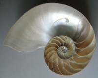 Nautilus pompilius, Linnaeus, 1758 