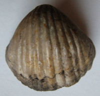 Sieberella sieberi (von Buch in Barrande, 1847)
