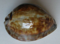 Cypraea stercoraria, Linnaeus, 1758