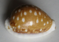 Cypraea exmouthensis rottnestensis, Lorenz, 2002