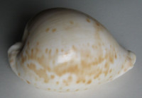 Cypraea hesitata beddomei , Schilder, 1930