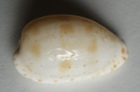 Cypraea piperita, Gray, 1825