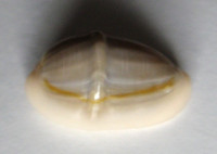 Cypraea annulus, Linnaeus, 1759 FREAK
