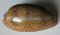 Cypraea cervinetta, Kiener, 1843