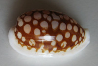 Cypraea cribraria, Linnaeus, 1758
