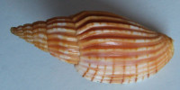 Lyria delessertiana 1)   (Petit de la Saussaye, 1842)