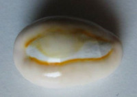 Cypraea obvelata Lamarck, 1890 
