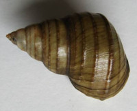 Angulyargra wilhelmi, (Yen, 1939)