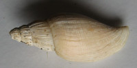 Saotomea minima, Bondarev, I., 1994