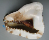 Cassis tuberosa (Linnaeus, 1758)
