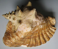 Strombus gigas, Linnaeus, 1758
