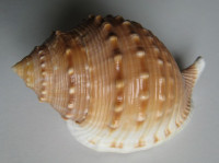 Galeodea echinophora, (Linnaeus, C., 1758)